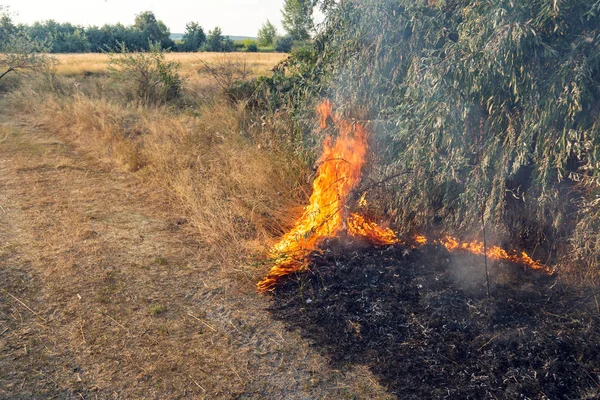 Forest wildfire. Burning field of dry grass and trees. Heavy smoke against blue sky. Wild fire due to hot windy weather in summer