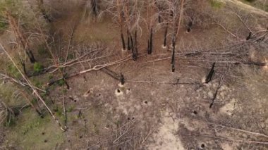 Yeşil çim ve bitkiler arasında orman yangını sonrası yanmış ölü orman ağaçlarının havadan drone panoramik manzara. Doğa felaketsonuçları ve sonrası.