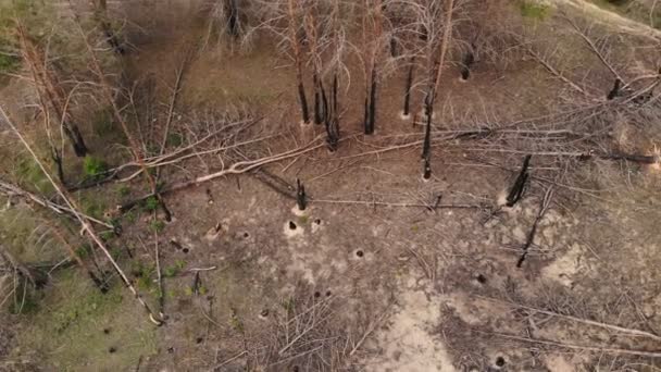 Drone Aérien Paysage Panoramique Arbres Forestiers Brûlés Morts Après Incendie — Video