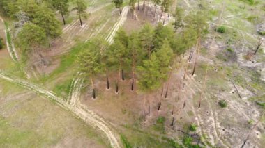Yeşil çim ve bitkiler arasında orman yangını sonrası yanmış ölü orman ağaçlarının havadan drone panoramik manzara. Doğa felaketsonuçları ve sonrası.