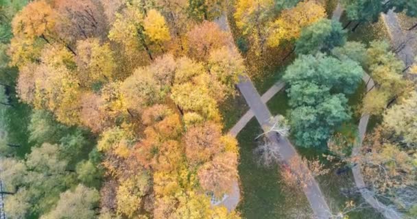 Top Fly Autumn Forest Aerial View Inglês Árvores Queda Multicoloridas — Vídeo de Stock