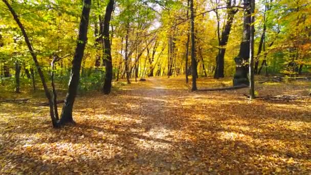 Idąc Przez Jesienny Las Szlak Przez Jasne Kolorowe Żywe Złote — Wideo stockowe