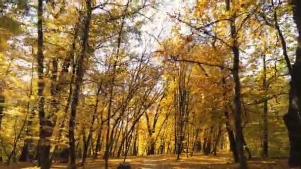秋の森を歩く 明るいカラフルな鮮やかな金色の秋の落ち葉を通る経路は 落ち葉を照らす太陽光 静かな自然のシーン — ストック動画