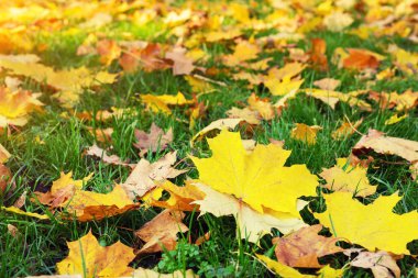 Yakın çekim yeşil parlak kırmızı helenuim autumnale çiçeklerin bahçede flowerbed arka plan bulanık