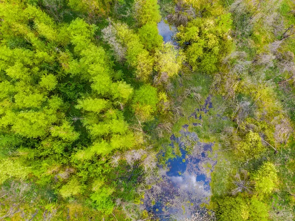 Top-down aerial drone view of green forest, river and swamp with blue sky and clouds reflection. Wild nature background — Stock Photo, Image