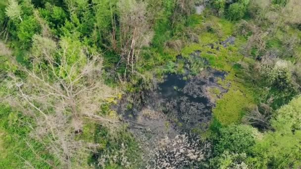 Top Aerial Drone View Green Forest Brushwood Swamp Blue Sky — Stock Video