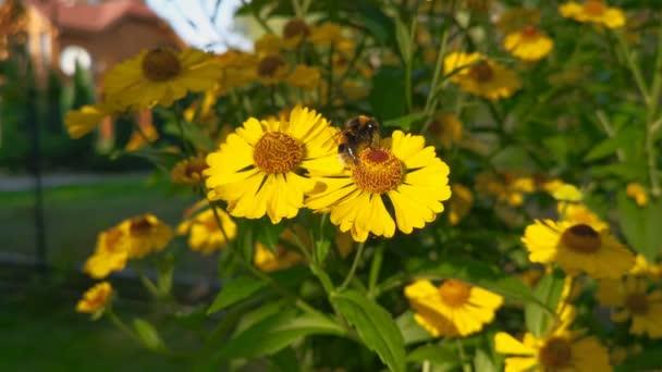 特写条纹大黄蜂甲虫收集花粉花蜜从明亮的黄色海伦纽姆秋花在绿色模糊的花坛背景在花园 — 图库视频影像