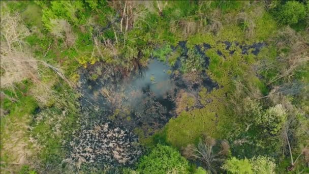 Vue aérienne de haut en bas du drone de forêt vert foncé, broussailles et marais avec ciel bleu et réflexion des nuages. Nature sauvage fond. tonique — Video