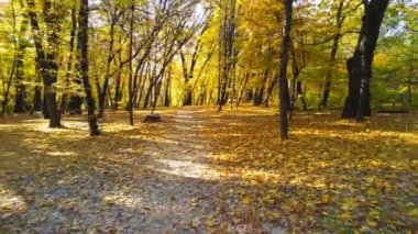 Sonbahar ormanında yürümek. Parlak renkli canlı altın renkli sonbahar landscpae güneş ışığı ile düşmüş yaprakları aydınlatan ile Pathway. Sakin doğa sahnesi
