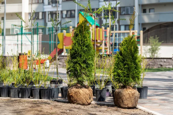 Viele Thujas Baum mit Wurzelknäuel vorbereitet für die Pflanzung im Stadtpark oder Wohnhaus Hinterhof. viele verschiedene Töpfe mit Hartriegel und Wacholder. Garten- und Landschaftsbau — Stockfoto