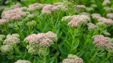 Güzel yavaş hareket dekoratif bahçe Sedum spectabile Çiçekler veya sonbaharda çiçek stonecrop. Çiçek kartı arka planı