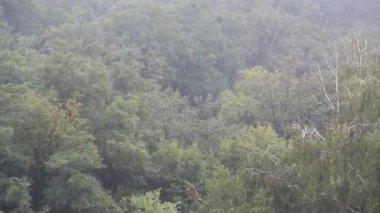 Yeşil tropikal orman ağaçlarının üzerine sağanak yağmur yağıyor. Sağanak yağmur sonbahar havası