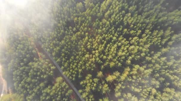 Vista aérea do drone de cima na estrada rural do país entre a floresta de pinheiro conífera evergreen coberta com nevoeiro matinal macio. árvores nebulosas fundo — Vídeo de Stock