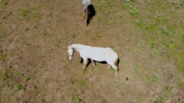 Luftaufnahme von jungen weißen reinrassigen Hors, die auf der Koppel stehen und grasen. verängstigtes Tier aus Angst vor Drohnenschatten, der sich an der Schwanzseite nähert und mit Huf tritt — Stockvideo