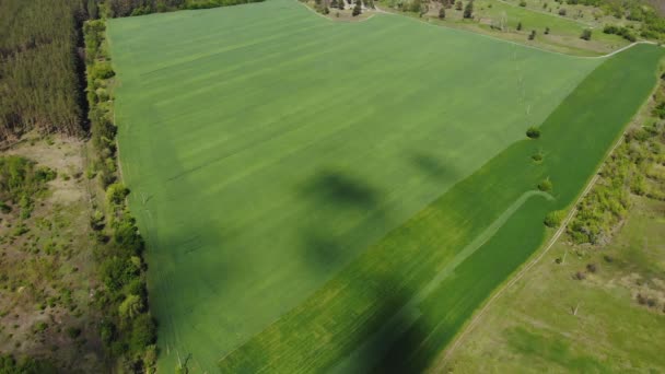 Natursköna vackra antenn drönare syn på smaragdgrön jordbruksmark. Överliggande beskådar av betar ängen landskap. Ris eller vete jordbruk plantage. Jordbruksmark landsbygds land mark — Stockvideo