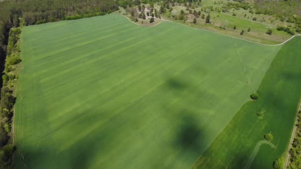 Vista aérea bonita cênica do drone do campo agrícola verde esmeralda. Vista aérea da paisagem de prado de pasto. Plantação de arroz ou trigo. Terras rurais rurais — Vídeo de Stock