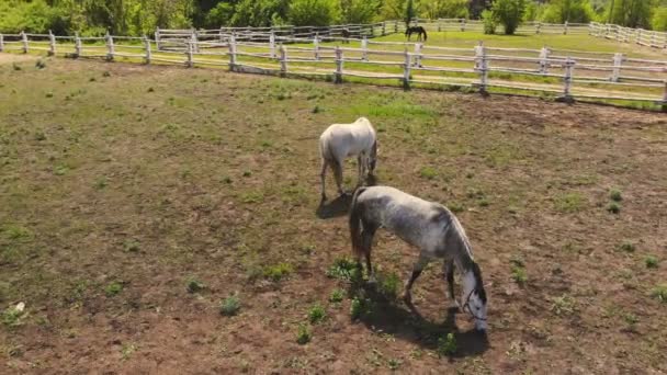 Para młodych koni purebreed stojących w padoku i wypasu. Ranczo lub gospodarstwo na poranny zachód słońca. Malownicze wiejski krajobraz wiejski — Wideo stockowe