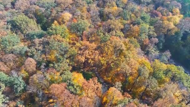 Autumn forest aerial view. Multicolored fall trees in city park. Beautiful colorful seasonal foliage — Stock Video