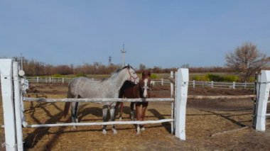 Padok ayakta ve otlatma genç purebreed atları çifti. Çiftlik veya açık güneşli bir gün çiftlikte. Doğal kırsal ülkenin peyzaj