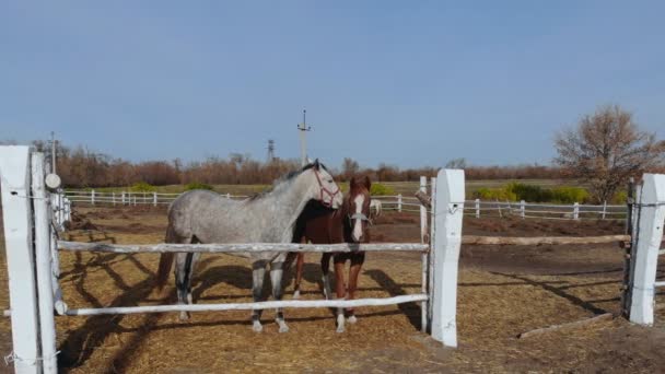 Coppia di giovani cavalli di razza pura in piedi in paddock e al pascolo. Ranch o fattoria in giornata limpida e soleggiata. Paesaggio paesaggistico rurale — Video Stock