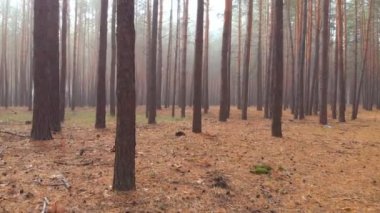 Drone kapalı sabah sis güzel sisli çam ormanı ile uçan. Fantezi sakin gizem kahverengi iğne halı ile göz yumma ahşap. Doğal sonbahar ormanı