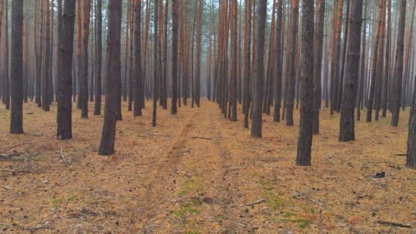 Дрон пролітає через красивий туманний сосновий ліс в критому ранковому тумані. Фантастична спокійна загадка ефірна хвойна деревина з коричневим голковим килимом. Осінній ліс — стокове відео