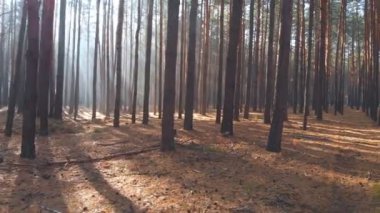 Drone sabah güzel çam ormanı ile uçan. Güneş ışınları erken sisin içinden parlıyor. Doğal sonbahar ormanı