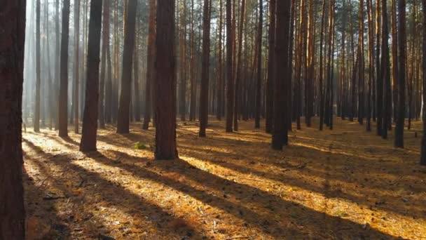 Дрон летит через красивый сосновый лес утром. Солнечные лучи проникают сквозь ранний туман. Сценический осенний лес — стоковое видео