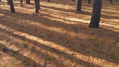 Drone sabah güzel çam ormanı ile uçan. Güneş ışınları erken sisin içinden parlıyor. Doğal sonbahar ormanı