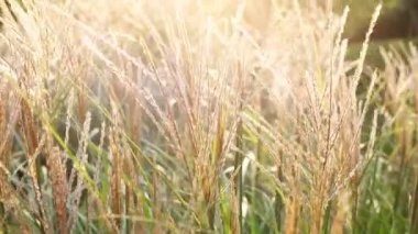 Yapay tahıl Festuca glauca bitkiler sıcak günbatımı veya gündoğumu arka ışık ile tin rüzgar sallanan. Kırsal süs bahçe dekorasyonu. Sonbahar manzarası