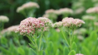 Güzel yavaş hareket dekoratif bahçe Sedum spectabile Çiçekler veya sonbaharda çiçek stonecrop. Yumuşak odak. Çiçek kartı arka planı