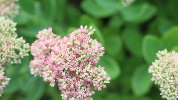 Hermoso jardín decorativo en cámara lenta Sedum spectabile Flores o piedra que florecen en otoño. Foco suave. Fondo de tarjeta de flor — Vídeos de Stock