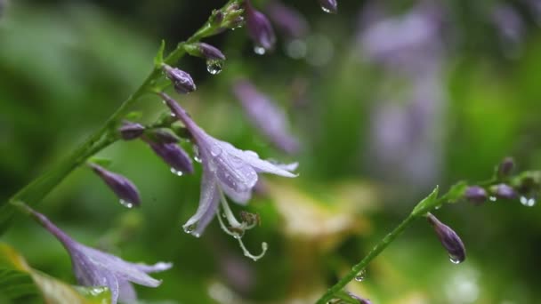 Primo piano bei fiori hosta con gocce d'acqua durante versando pioggia autunnale. Colorato sfondo floreale naturale — Video Stock