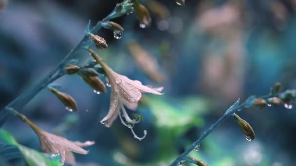 Close-up belas flores hosta com gotas de água durante o derramamento de chuva de outono. Fundo natural floral colorido — Vídeo de Stock