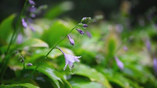 Primer plano hermosas flores hosta con gotas de agua durante el vertido de lluvia de otoño. Fondo natural floral colorido — Vídeos de Stock