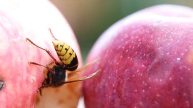 Büyük avrupa eşek arısı olgun tatlı lezzetli elma yeme. Meyveile beslenen wasp. Böcek yağmalama hasadı