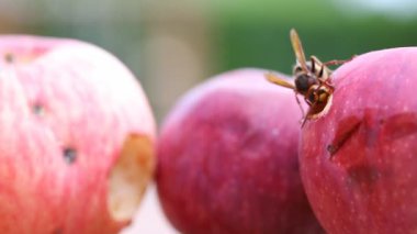 Büyük avrupa eşek arısı olgun tatlı lezzetli elma yeme. Meyveile beslenen wasp. Böcek yağmalama hasadı