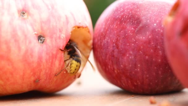 Gros frelon européen mangeant des pommes sucrées mûres et savoureuses. Guêpe se nourrissant de fruits. Récolte gâtée par les insectes — Video