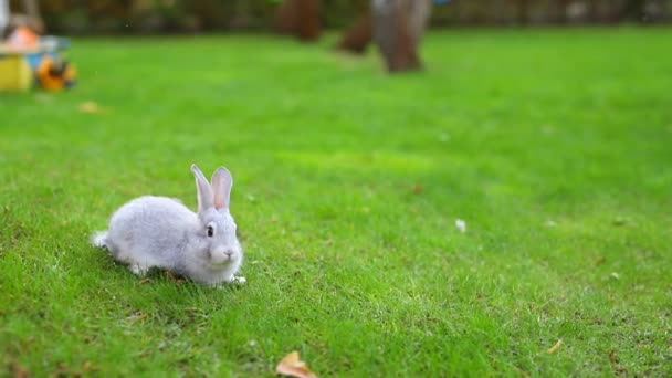 Bir çift şirin, sevimli, beyaz ve gri tüylü tavşan arka bahçedeki yeşil çimlerde oturuyor. Parlak güneşli bir günde yeşil bahçedeki çayırda yürüyen tatlı tavşan. Paskalya doğası ve hayvan arkaplanı. — Stok video