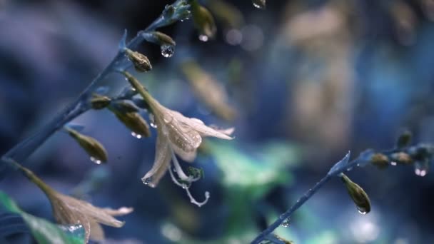 Närbild vackra hosta blommor med vattendroppar under hälla höstregn. Färgglada blommor naturliga bakgrund — Stockvideo