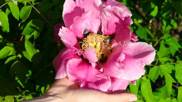 Close-up jonge volwassen vrouwelijke hand met grote mooie bloeiende roze pioenroos bloem tegen groene bladeren in de tuin op zonnige dag. Blaaswind licht slingerend tedere bloemblaadjes — Stockvideo