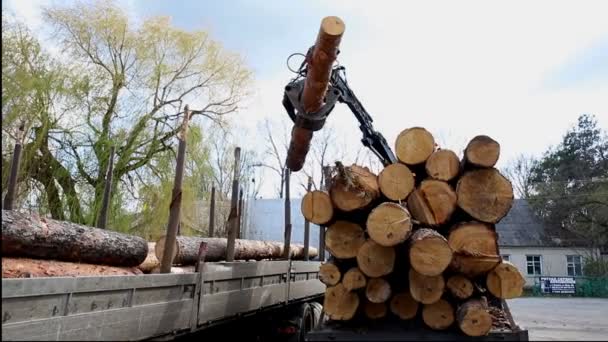 Lastning tunge industrielle lastbil trailer med store tømmer fyr, gran, cedertræ logs af kran grab loader traktor maskine. Pile nåletræ forsendelse på savværk. Skovrydning og udnyttelse af naturen – Stock-video