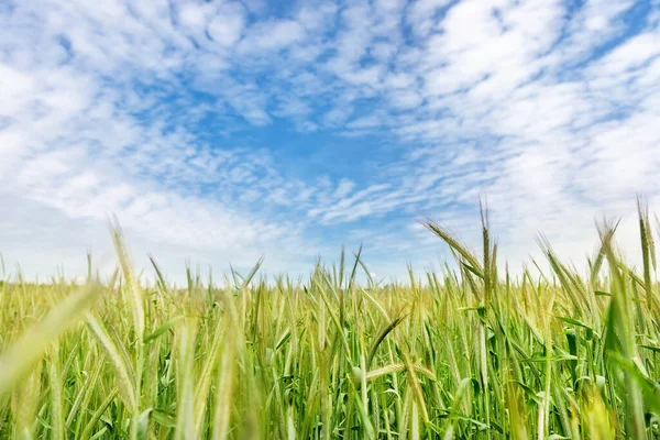 맑고 화창 한 여름날, 유기농밀 줄기가 푸른 하늘과 맞닿아 자라는 풍경. 수확의 성장 배경을 발견하는 것입니다. 농업의 불균형 한 사업 개념 — 스톡 사진