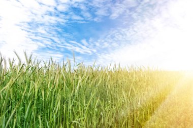 Güneşli bir yaz gününde mavi gökyüzüne karşı büyüyen organik buğday tarlalarının manzarası. Mısır gevreği hasat büyüme geçmişi. Tarım sektörü iş konsepti