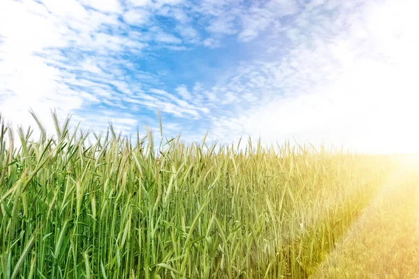 Scenic táj növekvő fiatal bio búza szár mező ellen kék ég fényes napos nyári napon. Gabonatermesztés növekedési háttere. Mezőgazdasági agrár-élelmiszeripari üzleti koncepció — Stock Fotó