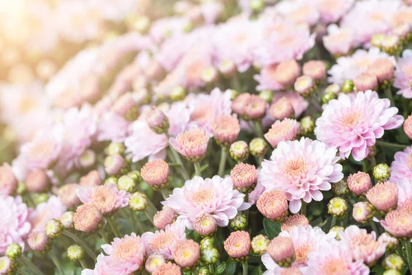 Красивий крупним планом натуральний м'який рожевий персиковий хризантема квітковий фон. Весняна квітково-квітуча рослина пастельного кольору. Природа саду квітучий осінній, літній або весняний декор — стокове фото