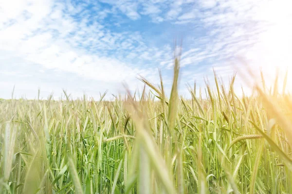Scénická krajina rostoucí mladé organické pšenice stébla pole proti modré obloze za jasného slunečného letního dne. Pozadí růstu sklizně obilovin. Zemědělská agribučnost podnikatelský koncept — Stock fotografie