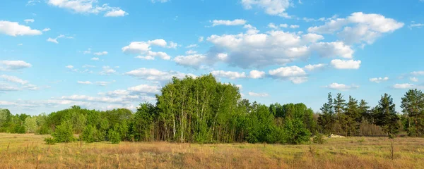Hermoso bosque de abedul natural escénico contra el paisaje cielo azul claro al aire libre. Bosque salvaje fondo de la naturaleza. Amplia pancarta panorámica escena exterior — Foto de Stock