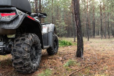 ATV dört tekerli motosikletle ağaçların yakınındaki kozalaklı, sisli çam ormanında sabah sisi olan ağaçların arkasına baktı. Seyahat dışı macera gezisi. Aşırı dinlenme etkinliği