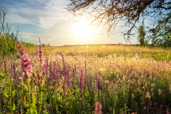 Bonito cênico colorido campo de flores selvagens prado pôr do sol noite nascer do sol manhã verão natureza paisagem. Vibrante paisagem multicolorida rural estepe madrugada cena com backlit sol céu fundo — Fotografia de Stock